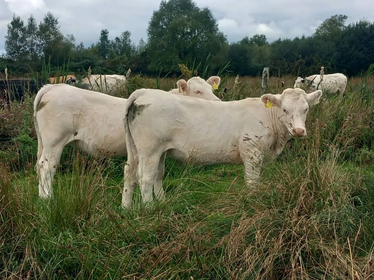 Pedigree charolai heifers - Image 4