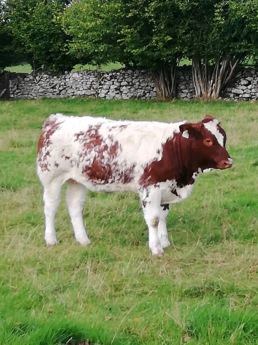 BBx heifers - Image 1