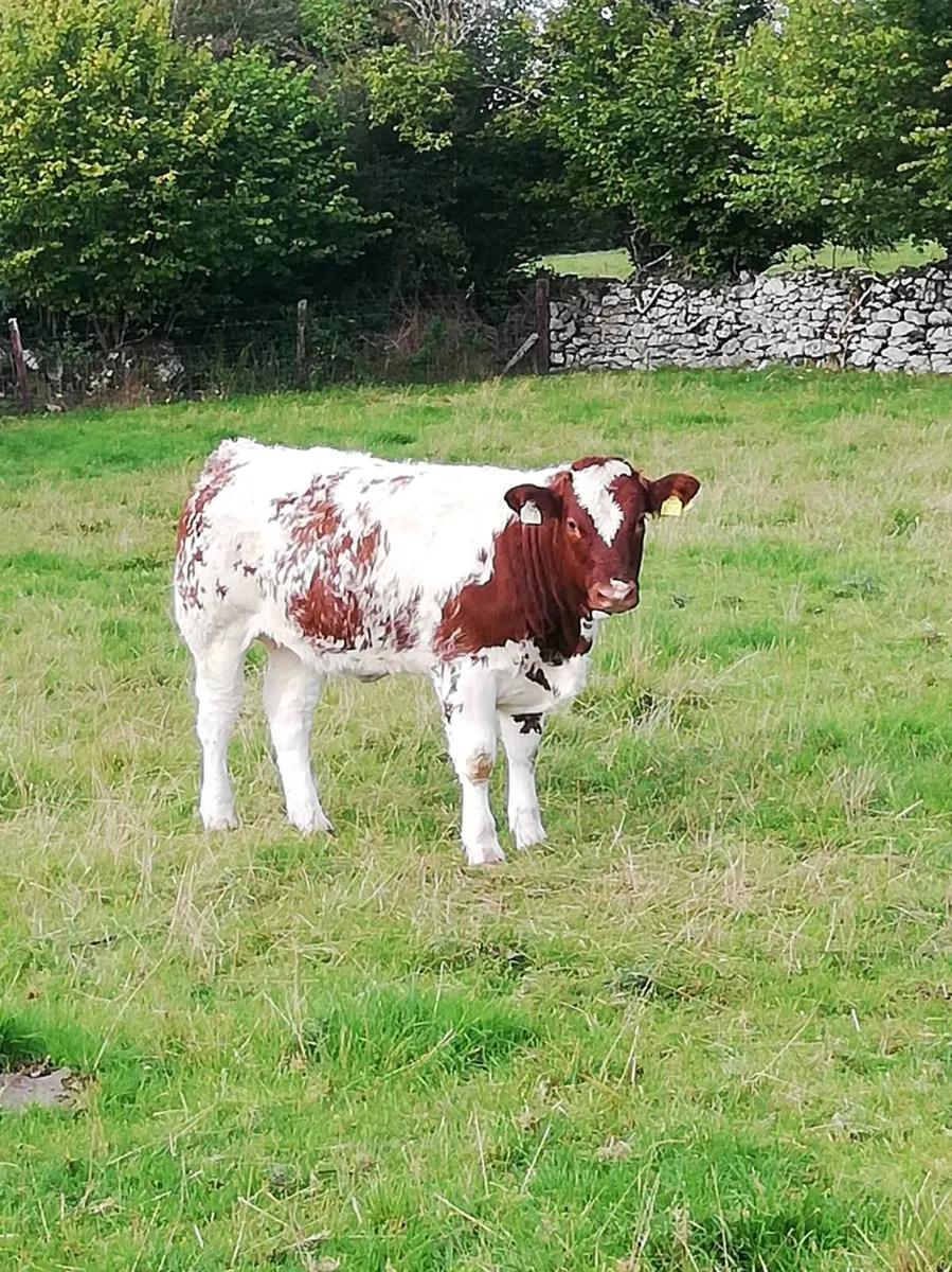 BBx heifers - Image 2