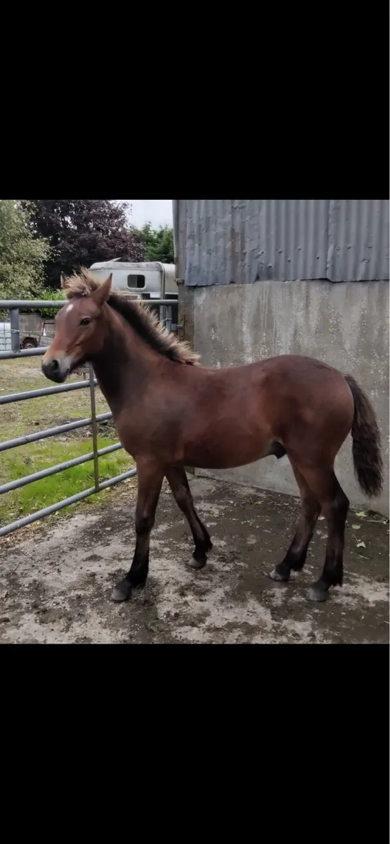 Bay Colt Foal - Image 1