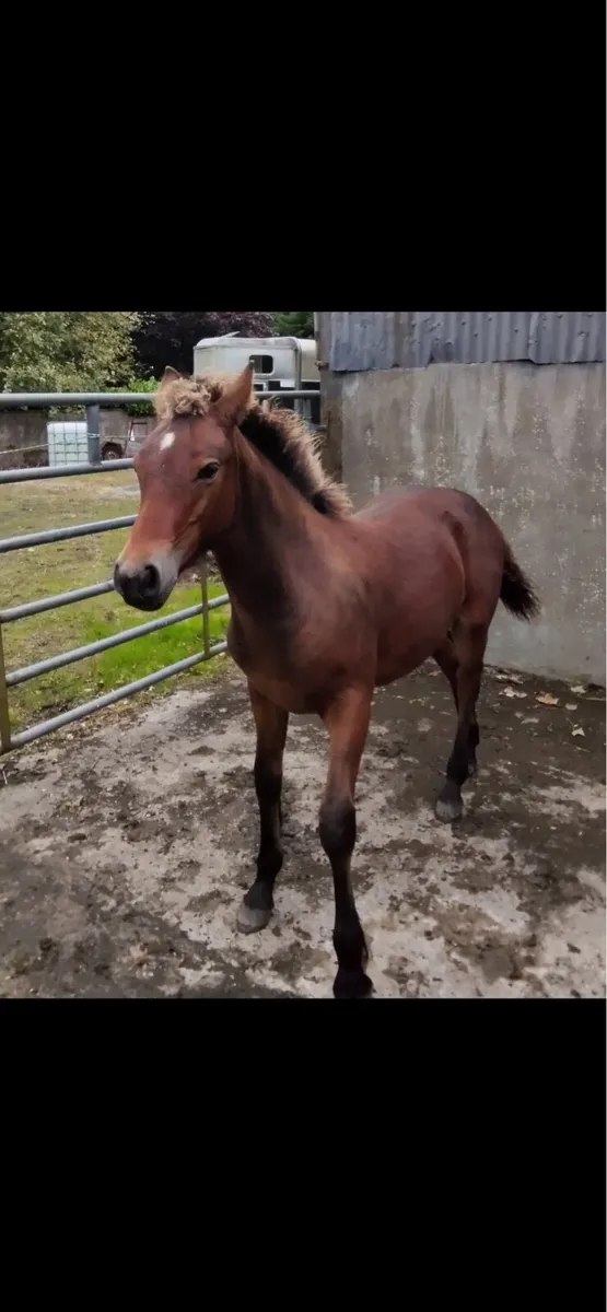 Bay Colt Foal - Image 2