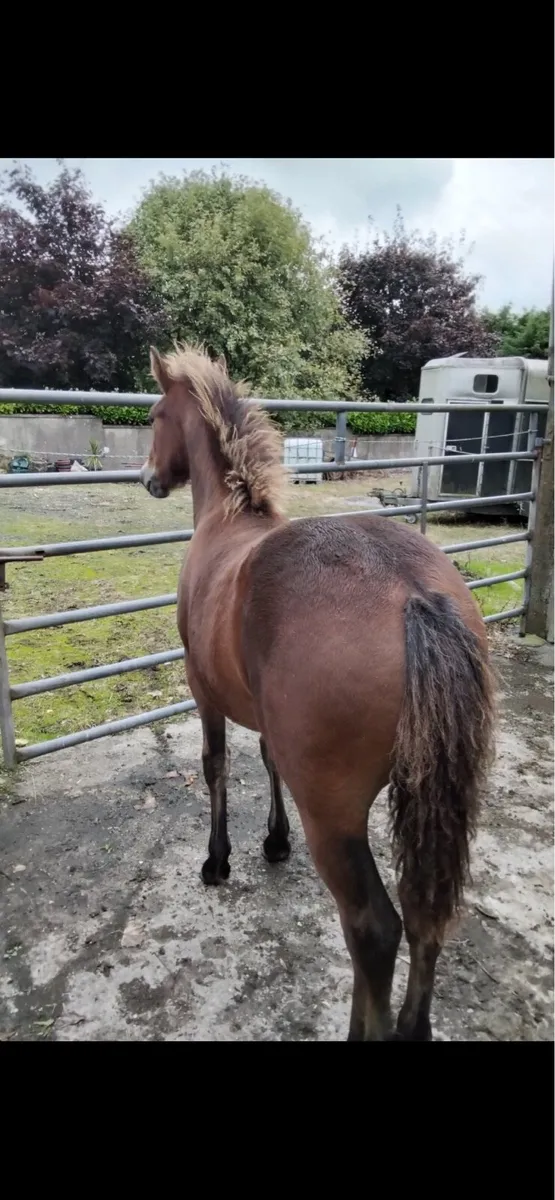 Bay Colt Foal - Image 3