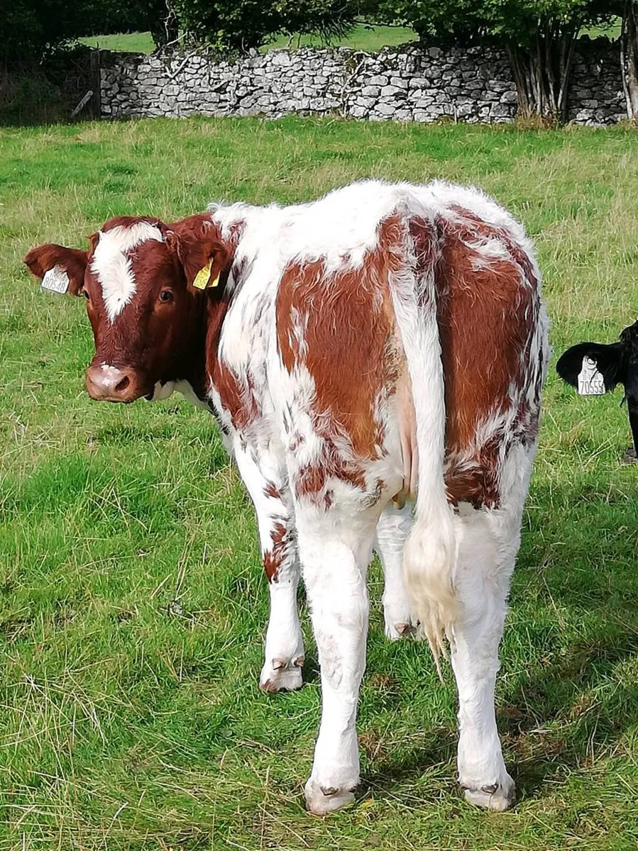BBx heifers - Image 3
