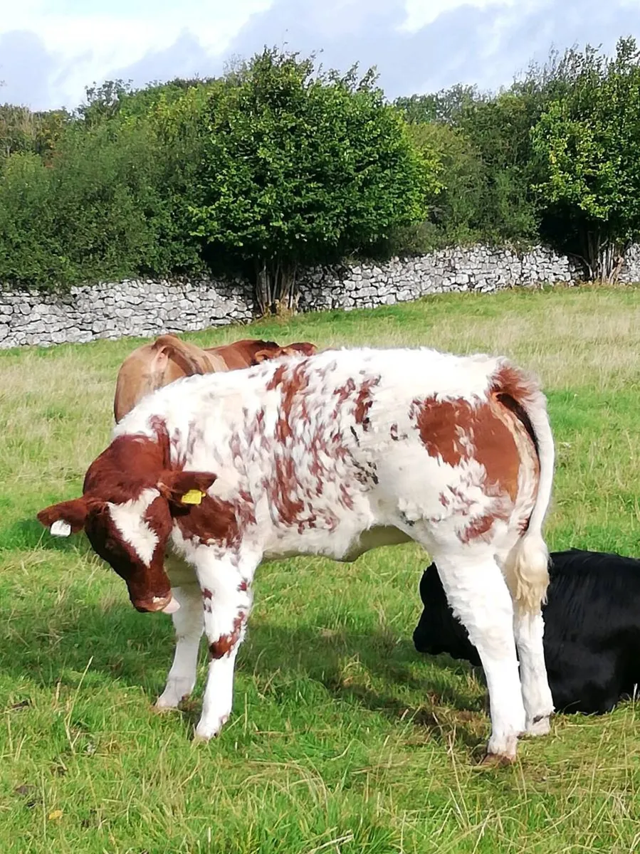 BBx heifers - Image 4