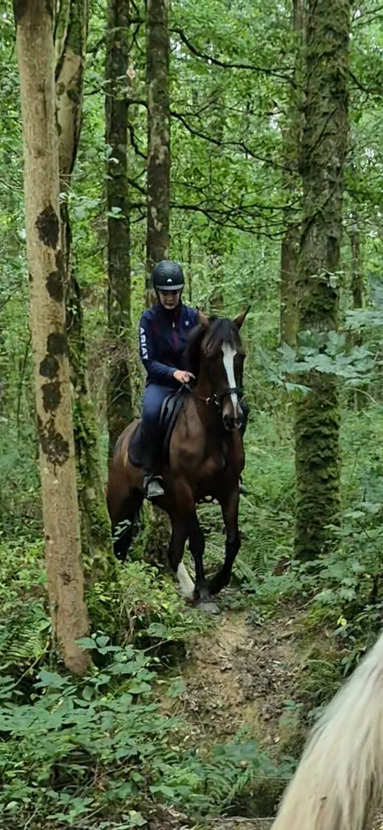 6 YEAR OLD GELDING,  EXTREMELY QUIET  HUNTED - Image 1