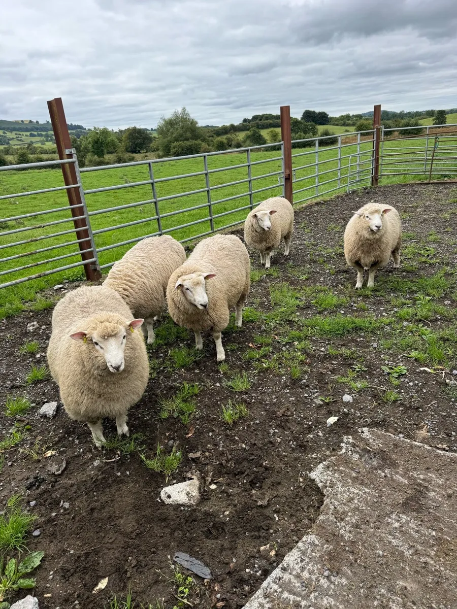 Galway ram lambs - Image 1