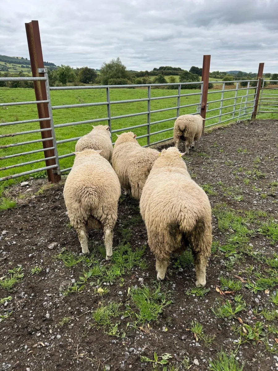 Galway ram lambs - Image 4