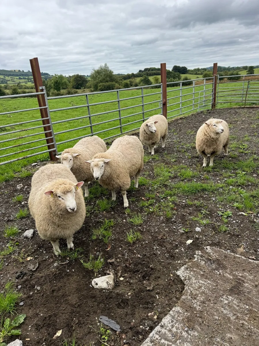 Galway ram lambs - Image 2