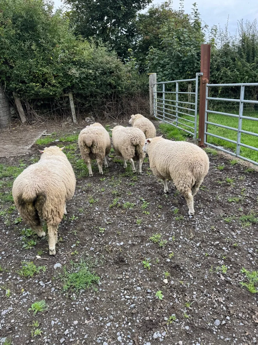 Galway ram lambs - Image 3
