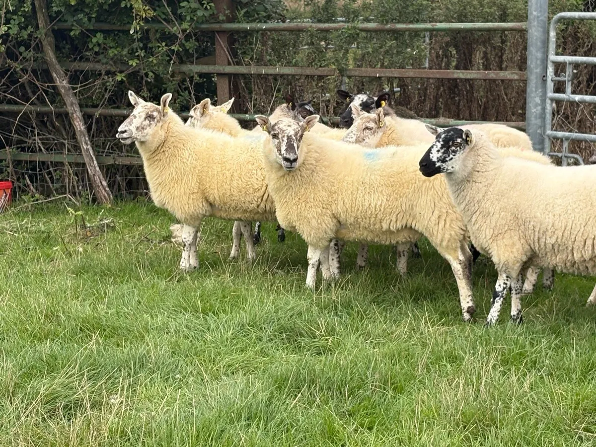 Mayo mules - Image 2