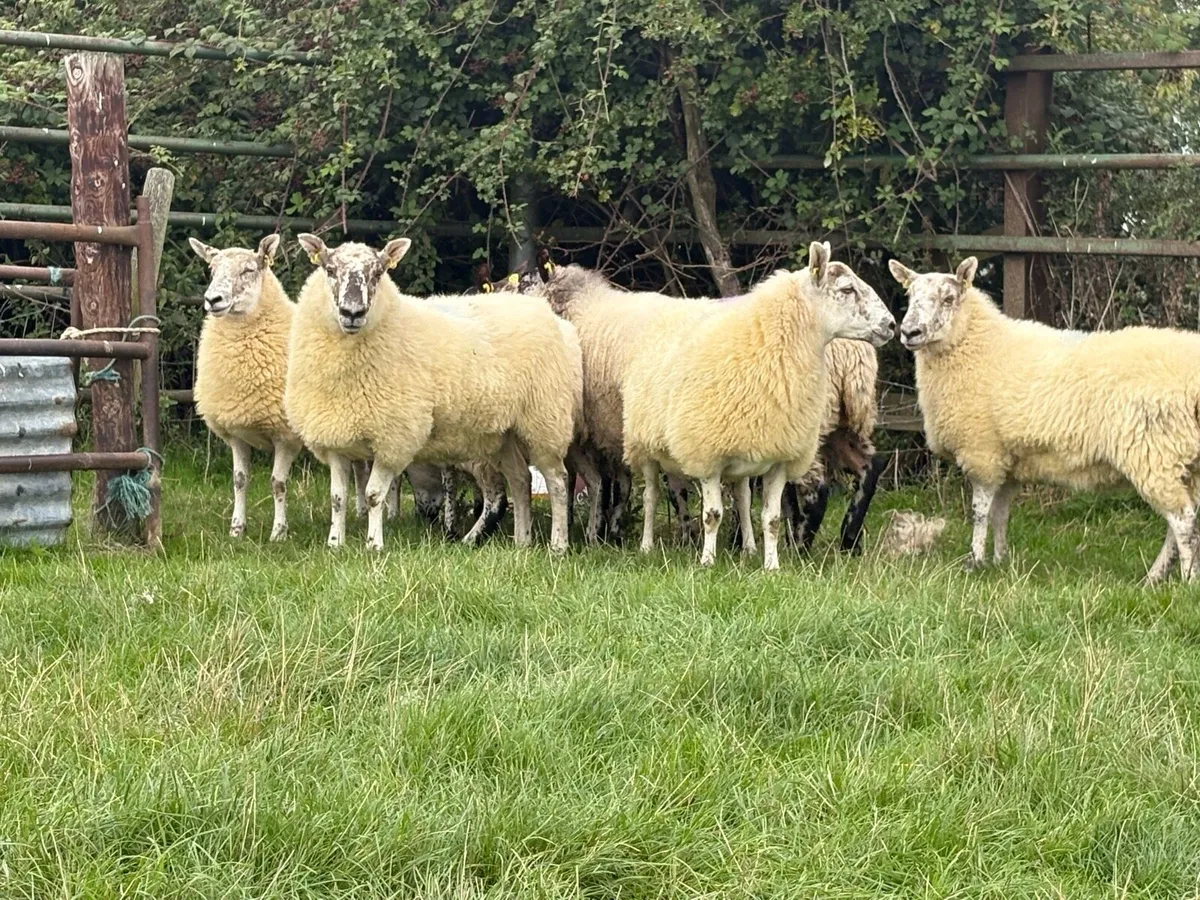 Mayo mules - Image 1