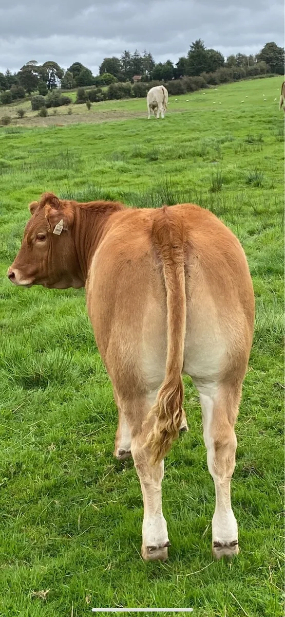 Limousin Heifer Calf (Loyal) - Image 1