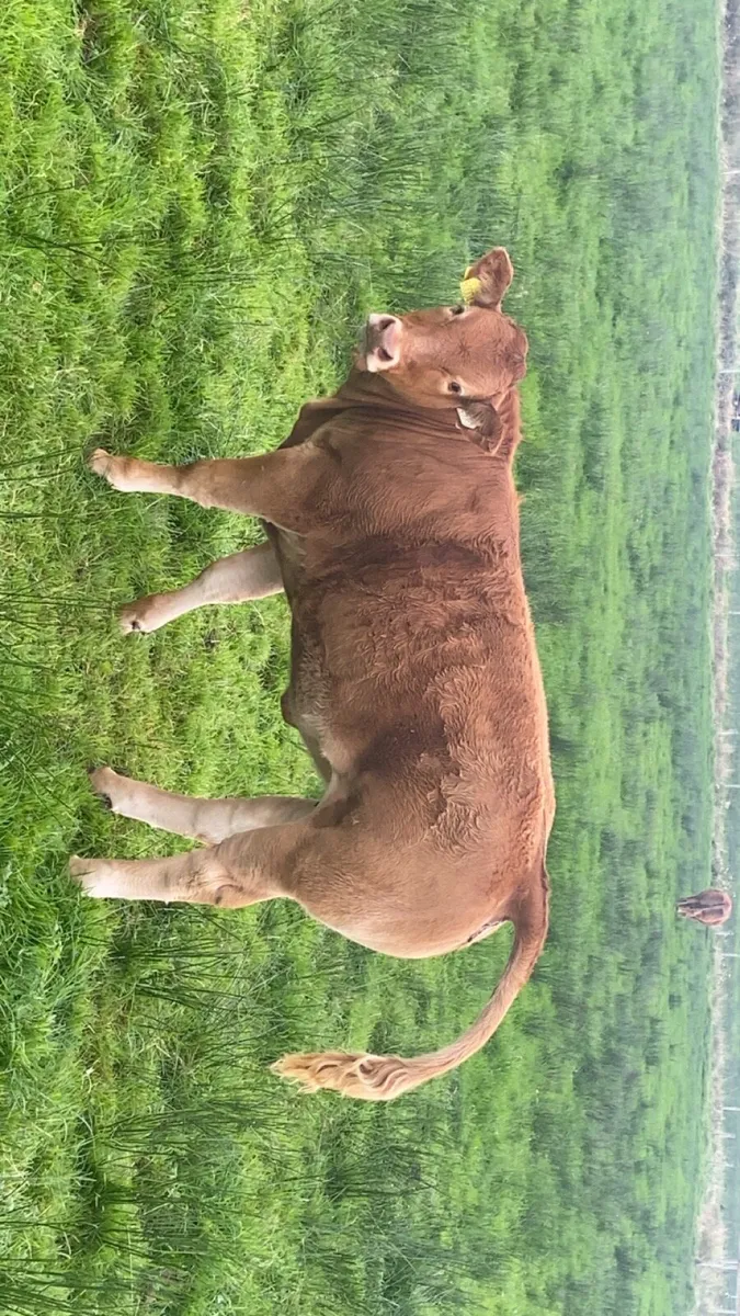 Limousin Heifer Calf (Loyal) - Image 4