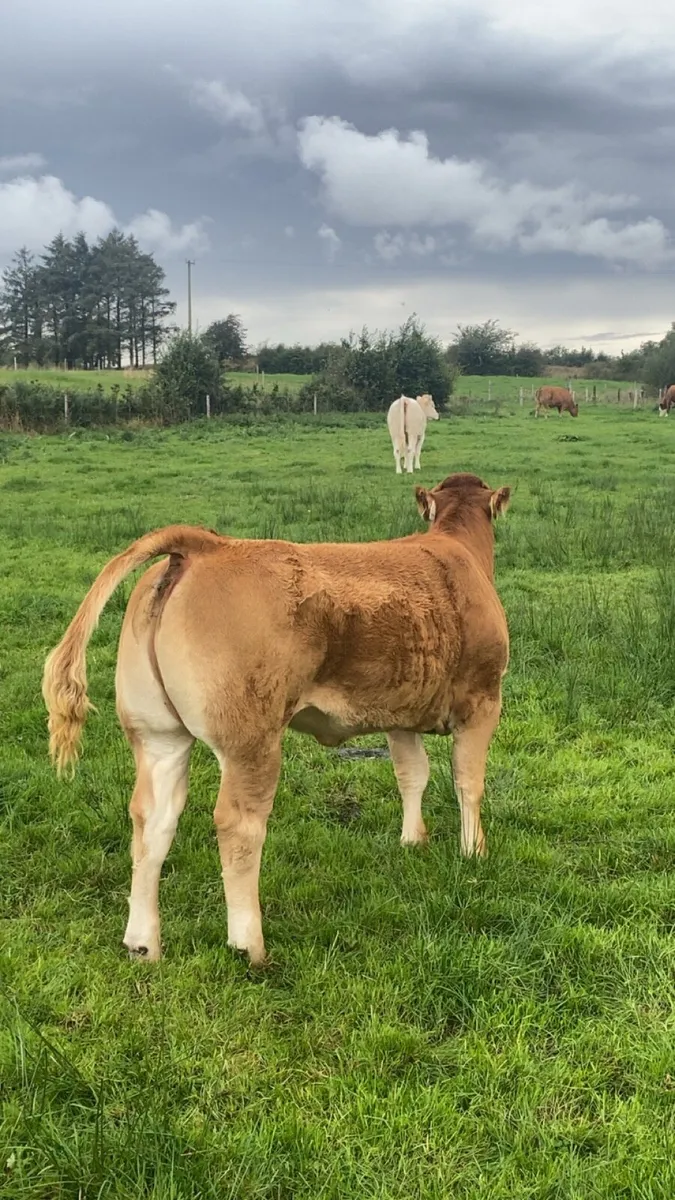 Limousin Heifer Calf (Loyal) - Image 2