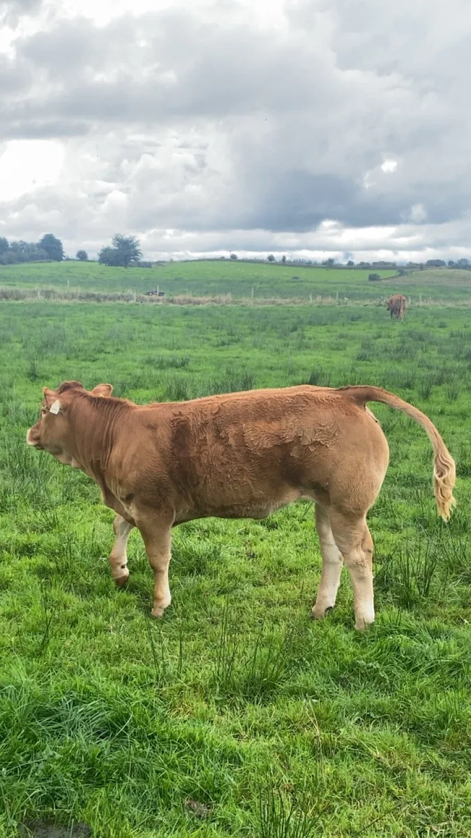 Limousin Heifer Calf (Loyal) - Image 3