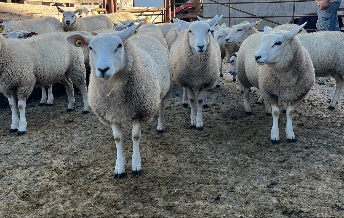Ewe lambs - Image 1