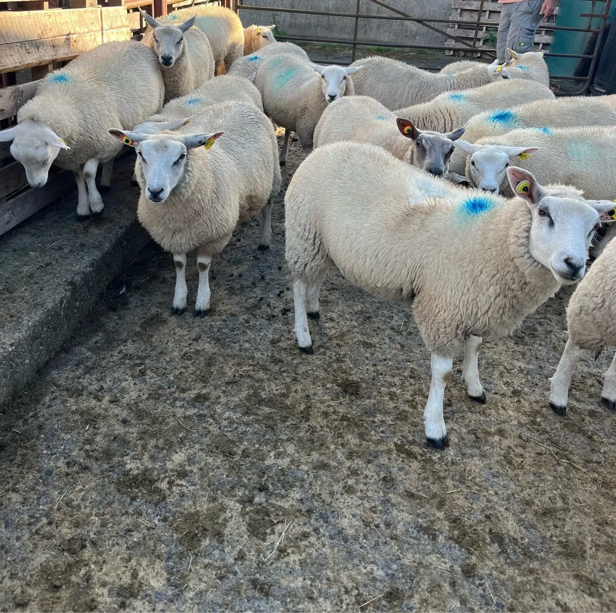Ewe lambs - Image 2
