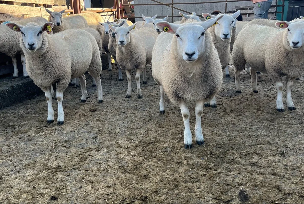 Ewe lambs - Image 3