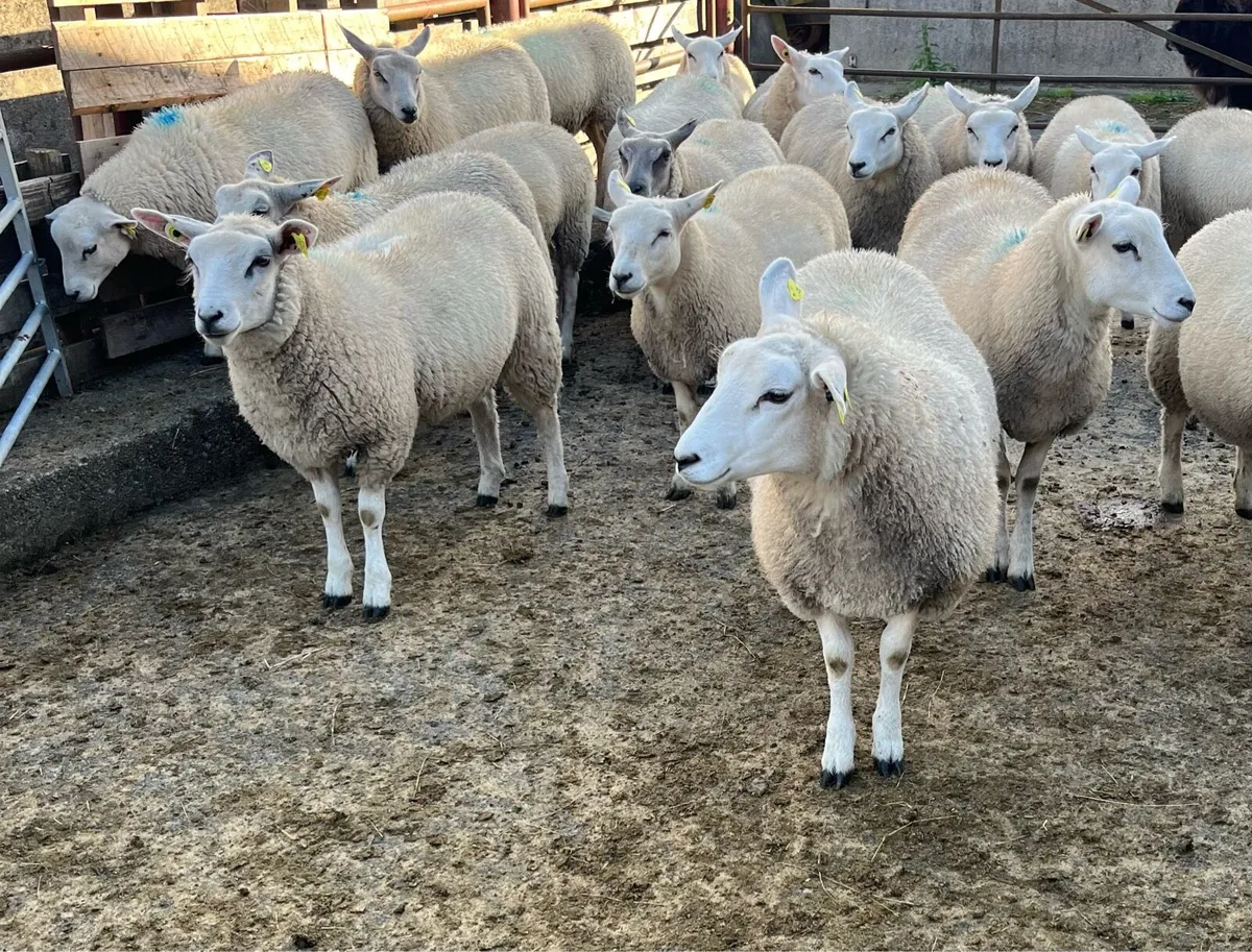 Ewe lambs - Image 4