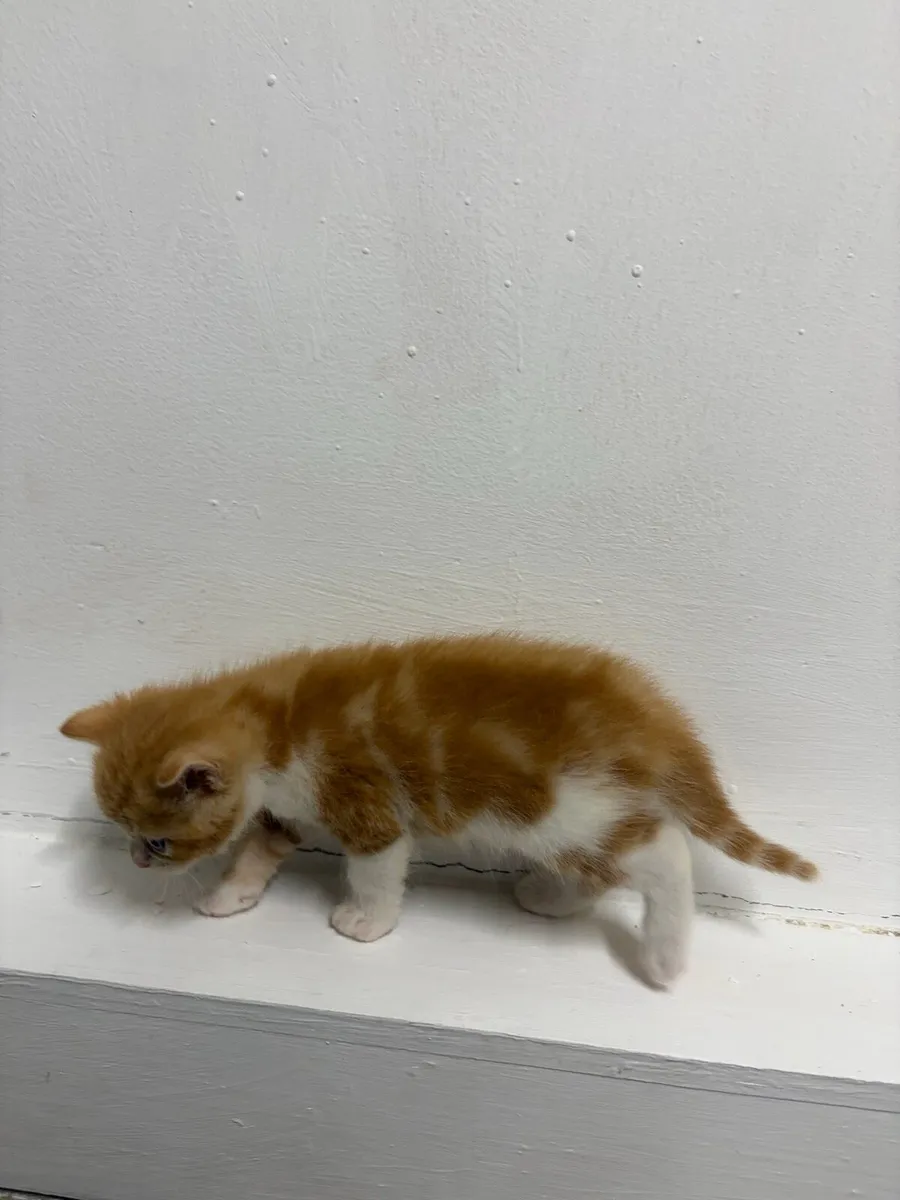 Kittens - Image 3