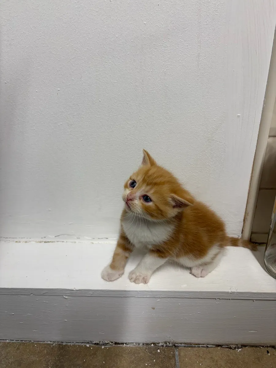 Kittens - Image 4