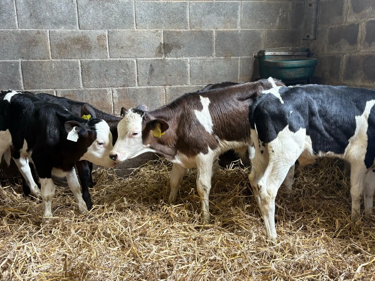 5 calves 3 weeks old - Image 1