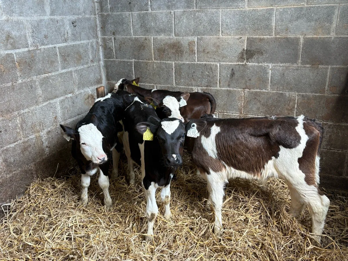 5 calves 3 weeks old - Image 2