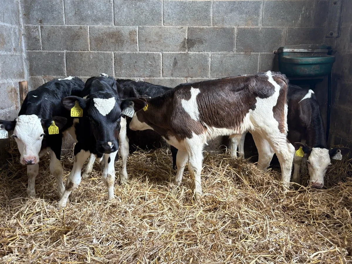 5 calves 3 weeks old - Image 3