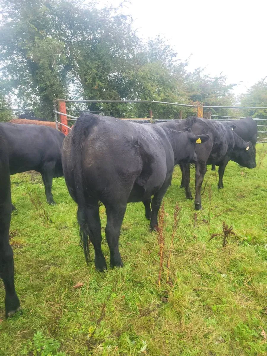 ORGANIC  CATTLE  HEIFERS - Image 1