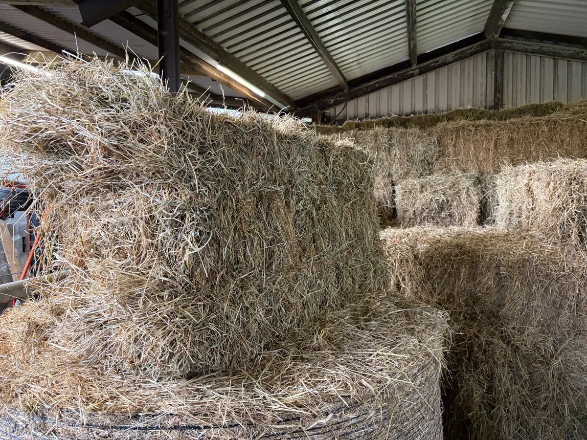 Small square bales hay - Image 1
