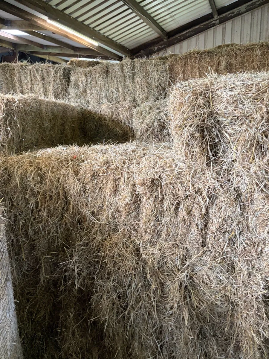 Small square bales hay - Image 3