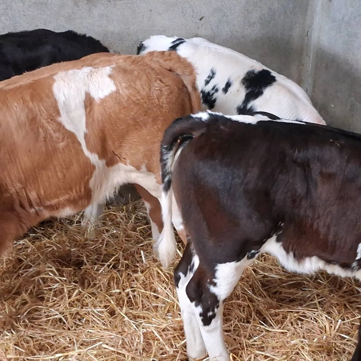 Ch and bb calves for sale - Image 1
