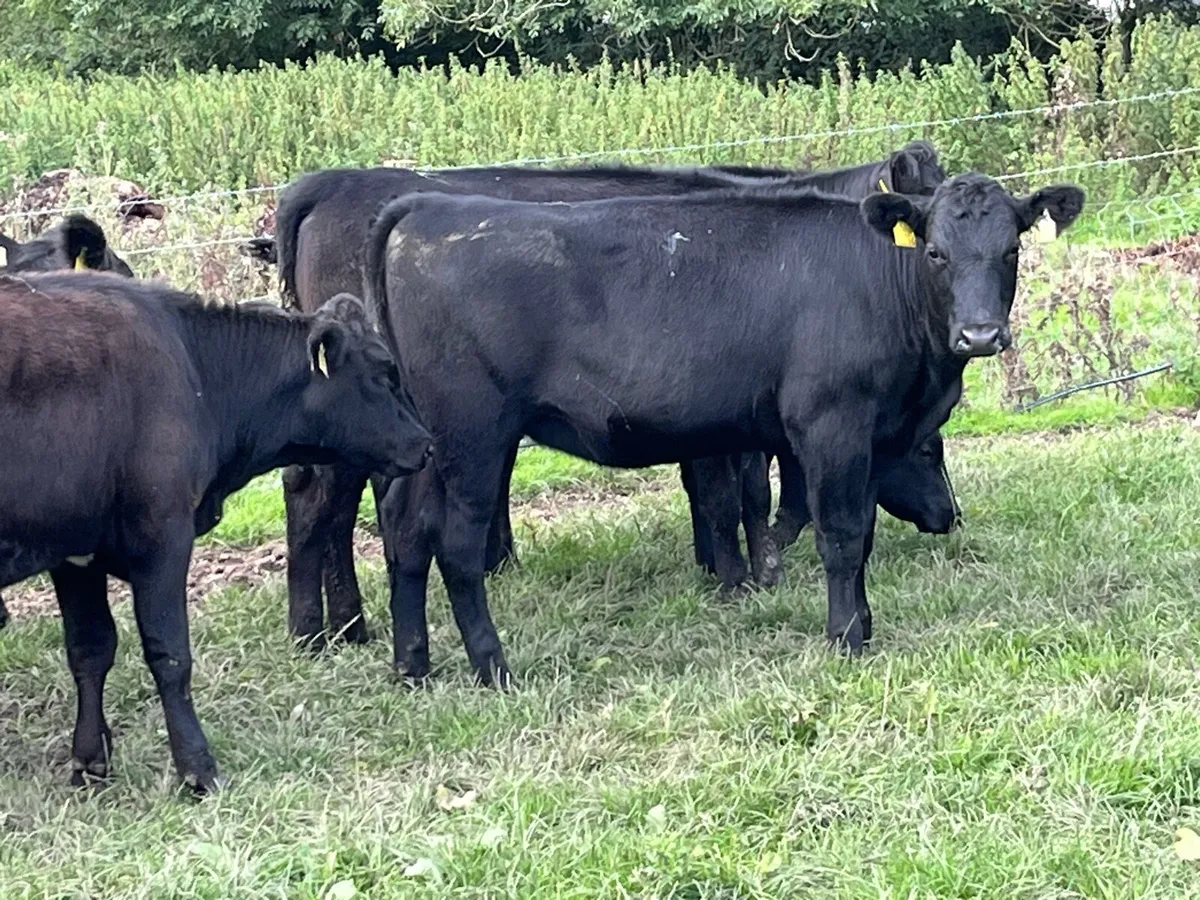 SUPER 240KG ANGUS HEIFER WEANLINGS - Image 4