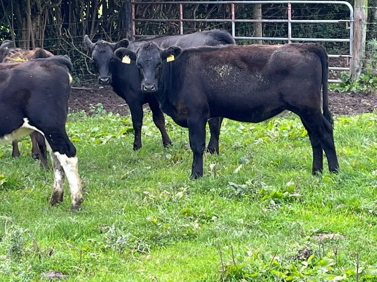SUPER ANGUS HEIFER WEANLINGS - Image 2