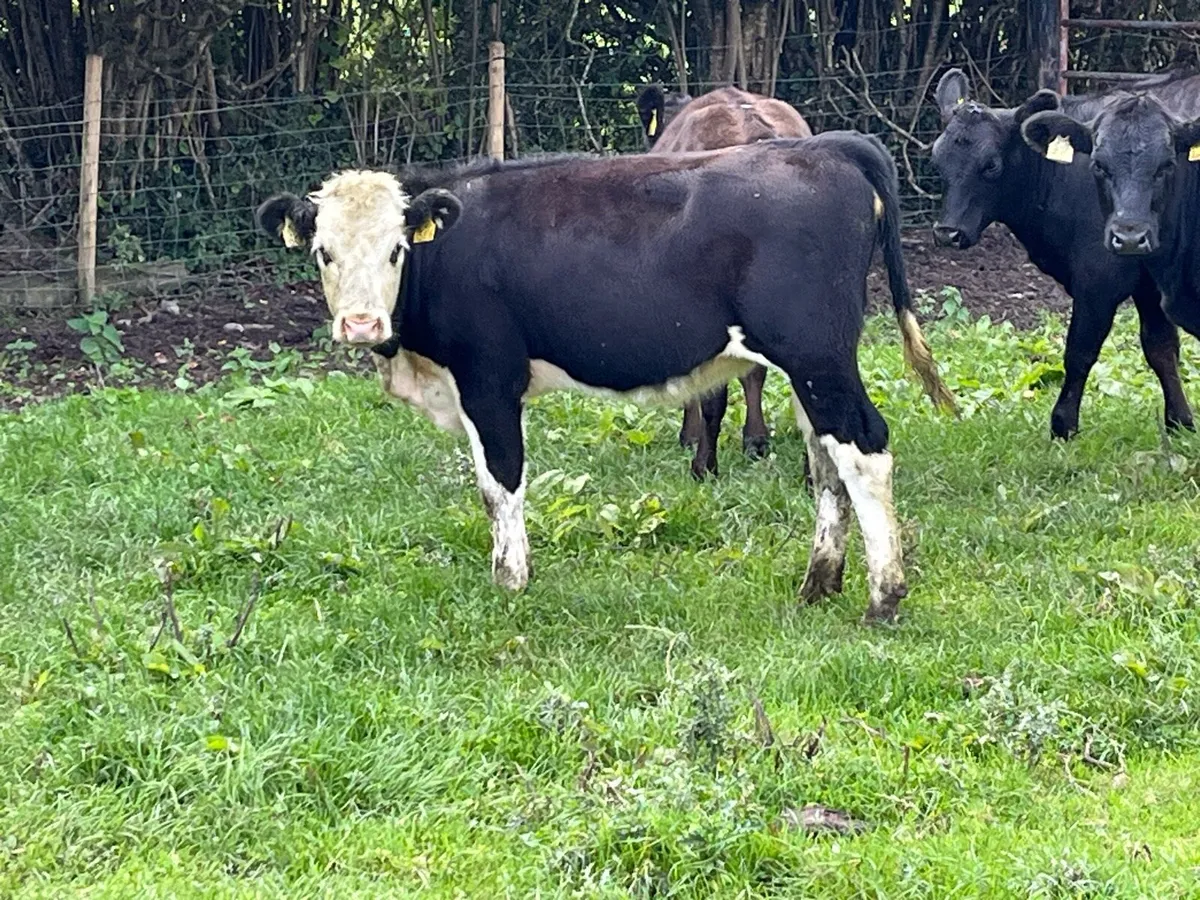 SUPER ANGUS HEIFER WEANLINGS - Image 3