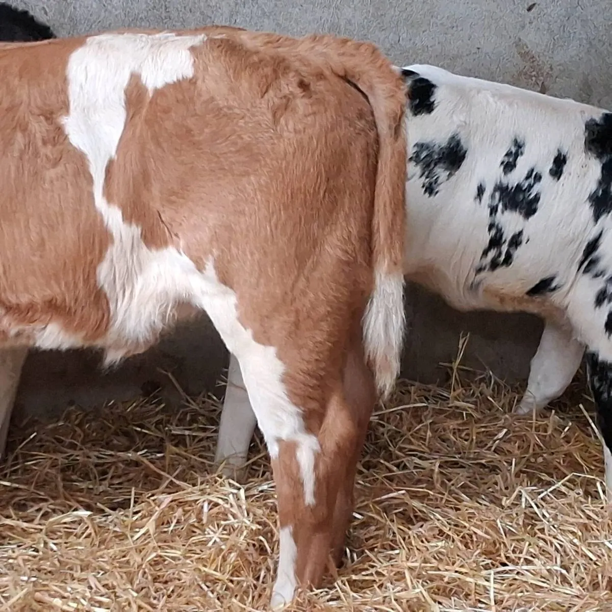 Ch and bb calves for sale - Image 2