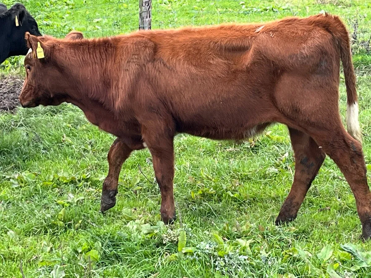 SUPER ANGUS HEIFER WEANLINGS - Image 4