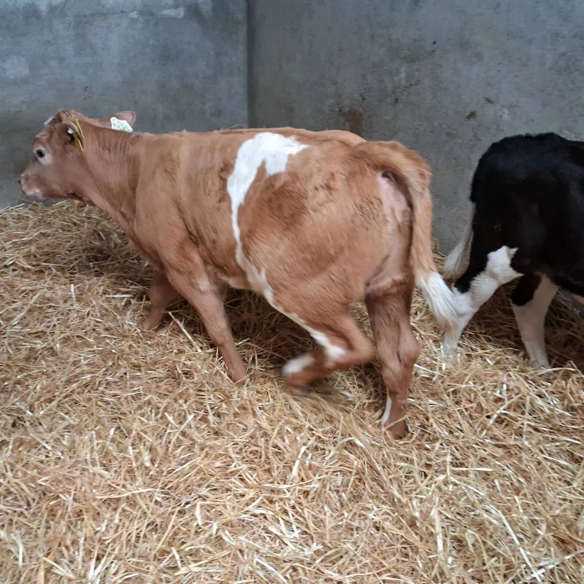 Ch and bb calves for sale - Image 3