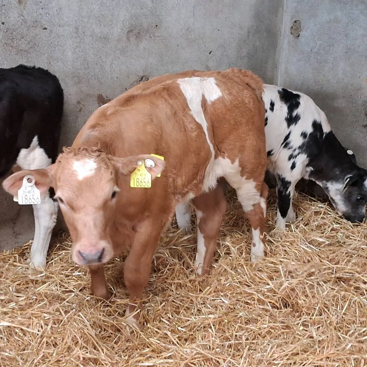 Ch and bb calves for sale - Image 4