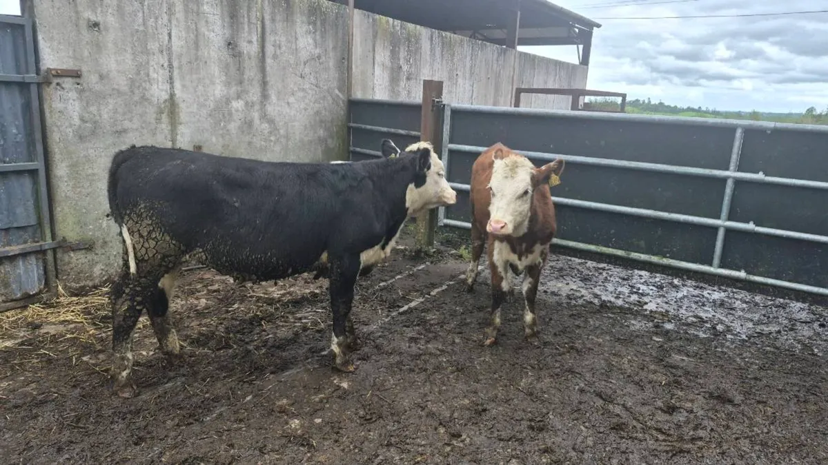 Hereford heifers - Image 1