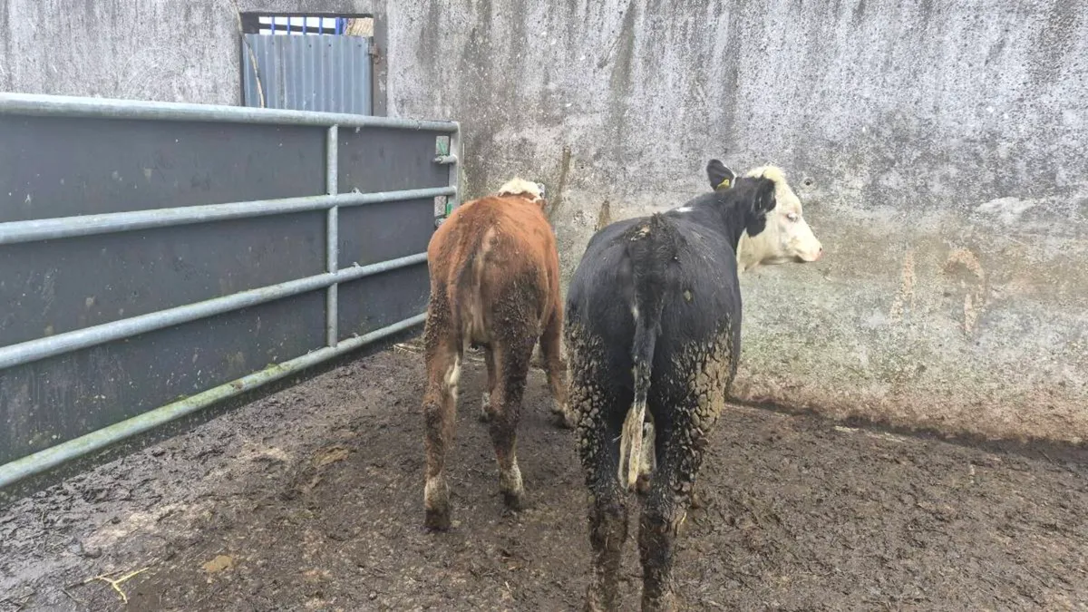 Hereford heifers - Image 3