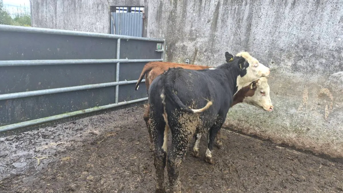 Hereford heifers - Image 4