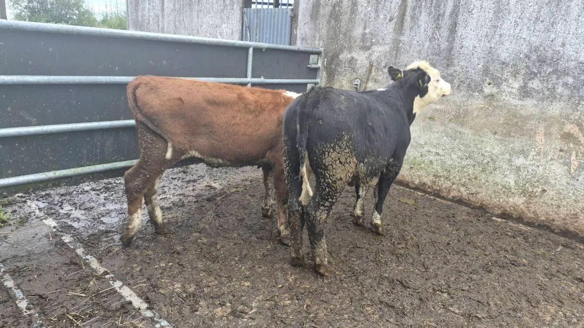 Hereford heifers - Image 2