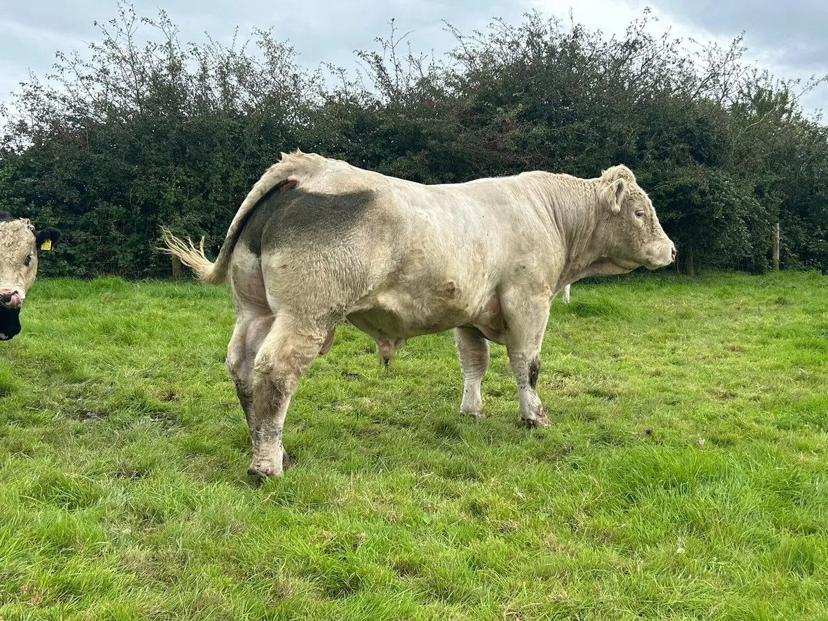 Charolais bull - Image 2