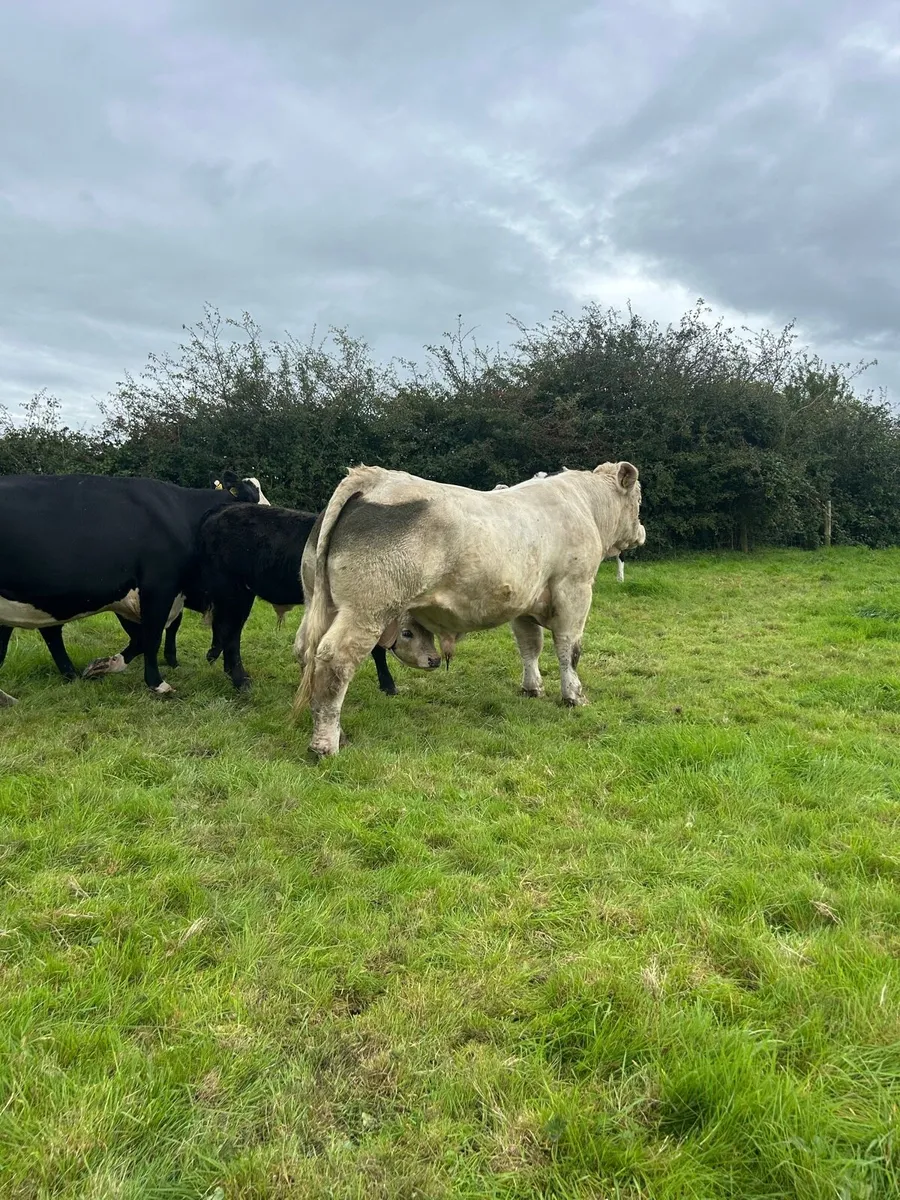 Charolais bull - Image 3