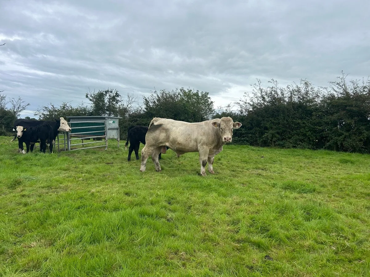 Charolais bull - Image 4