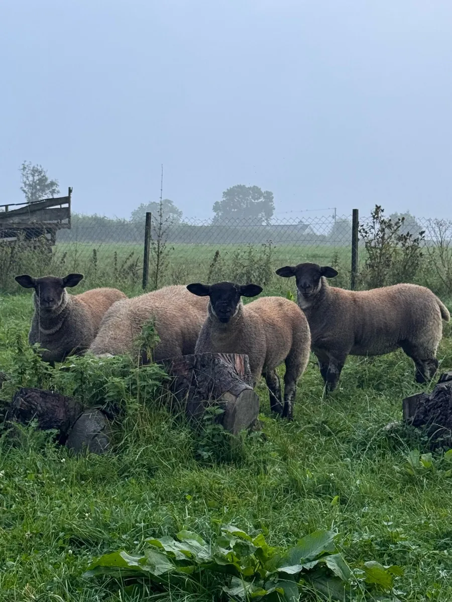 Suftex ewe Lambs - Image 1