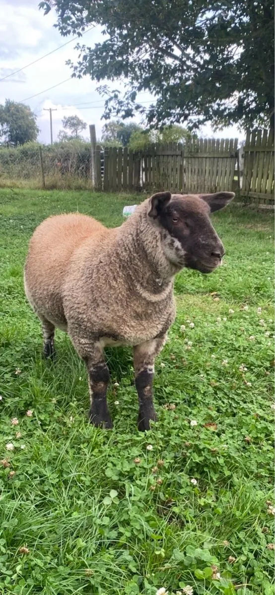 Suftex ewe Lambs - Image 3