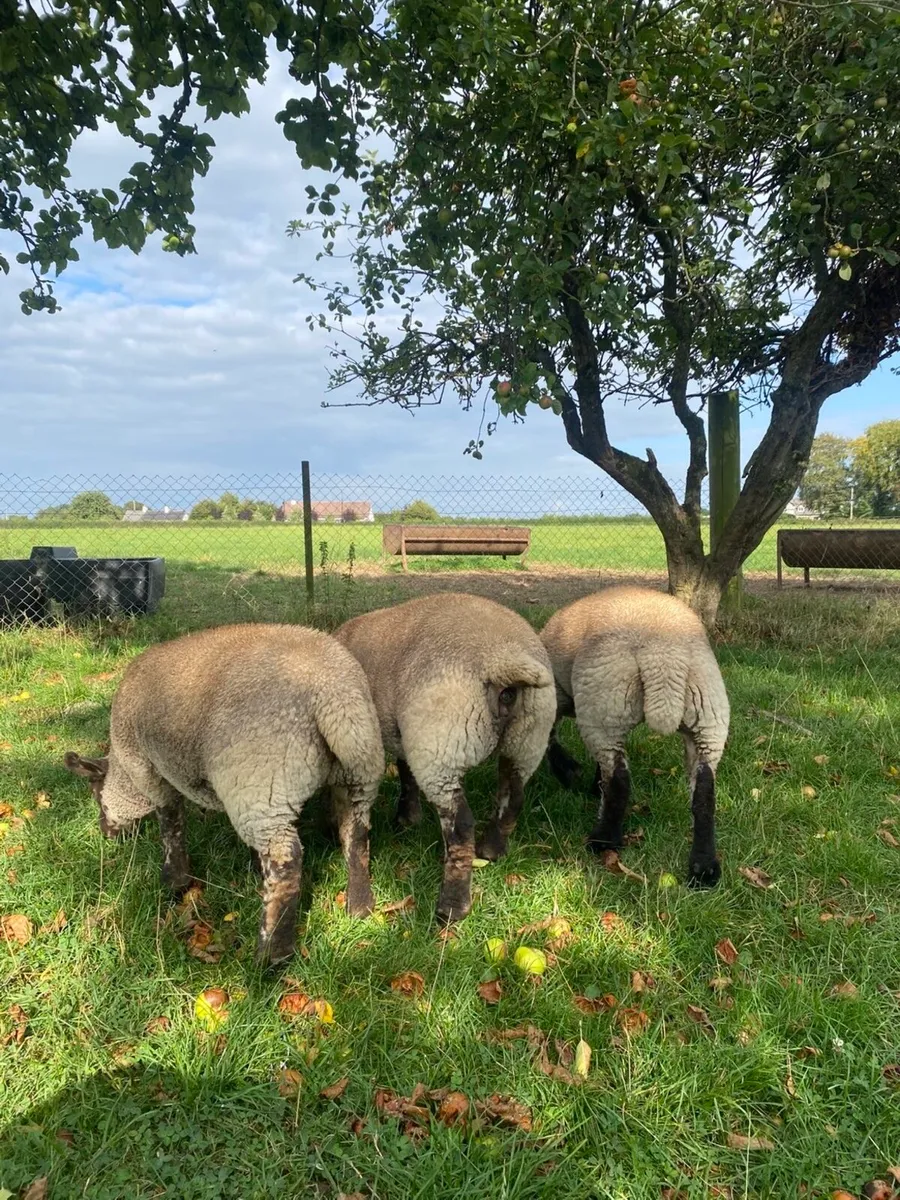 Suftex ewe Lambs - Image 4