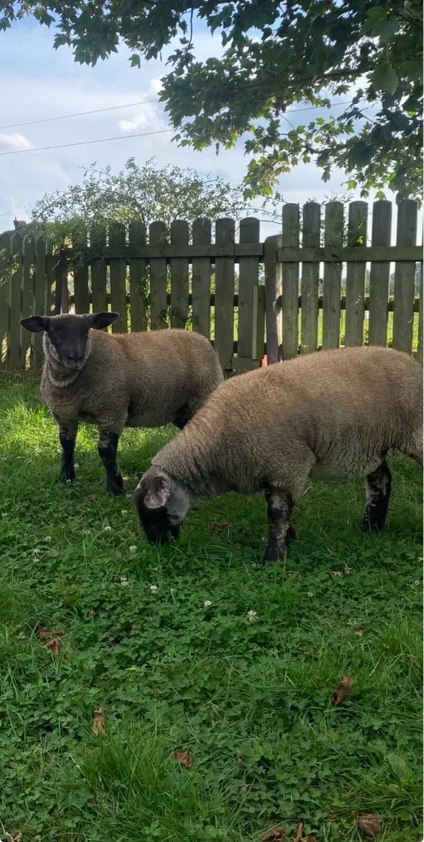 Suftex ewe Lambs - Image 2
